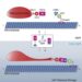 Publication – Duan Lab