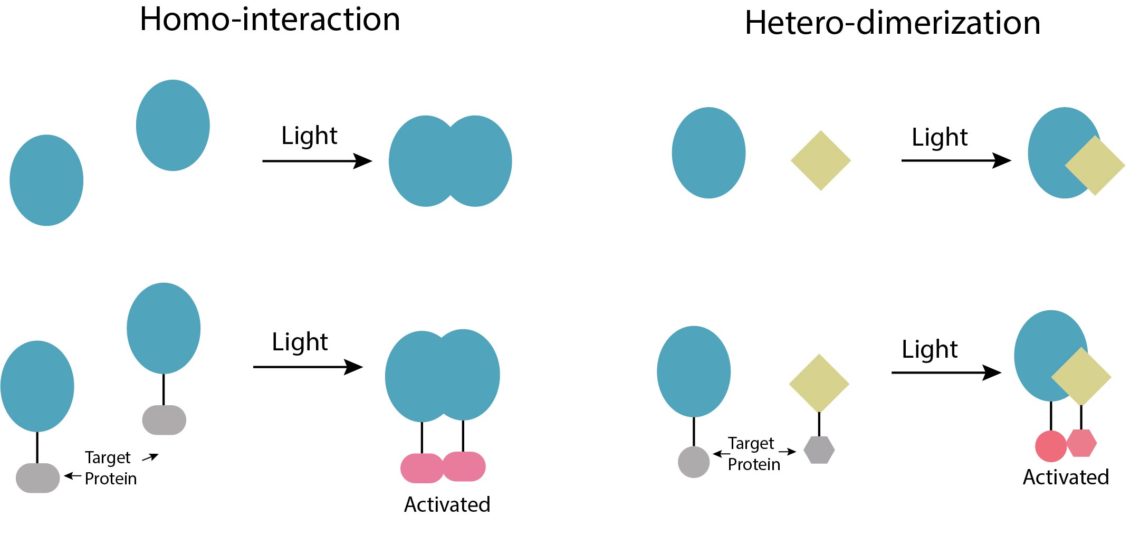 Research – Duan Lab
