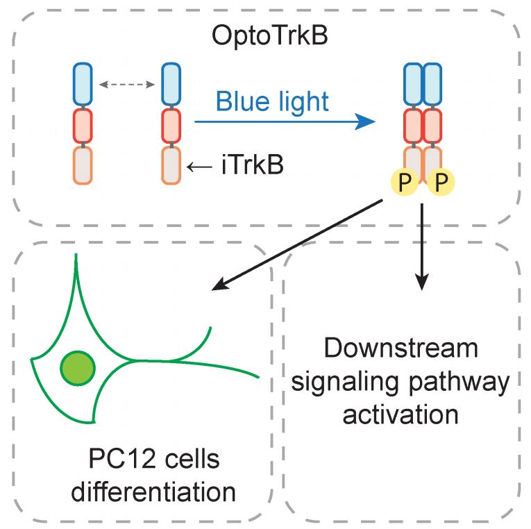 Publication – Duan Lab