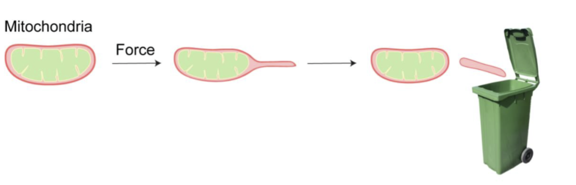 Publication – Duan Lab